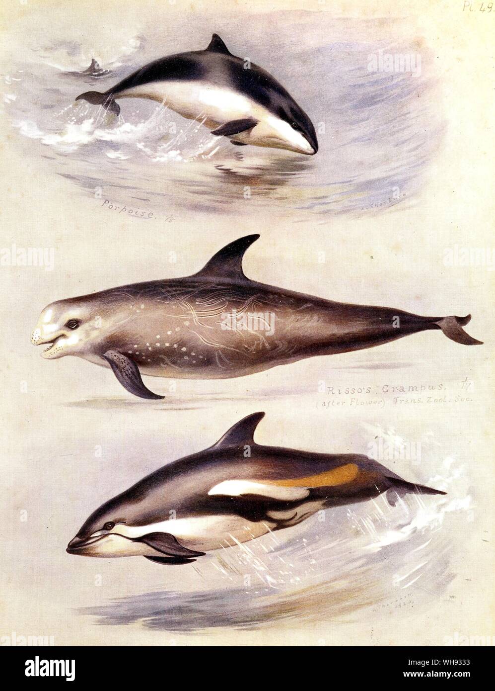 The White Beaked Dolphin, The Common Dolphin and The Bottle Nosed Dolphin Stock Photo