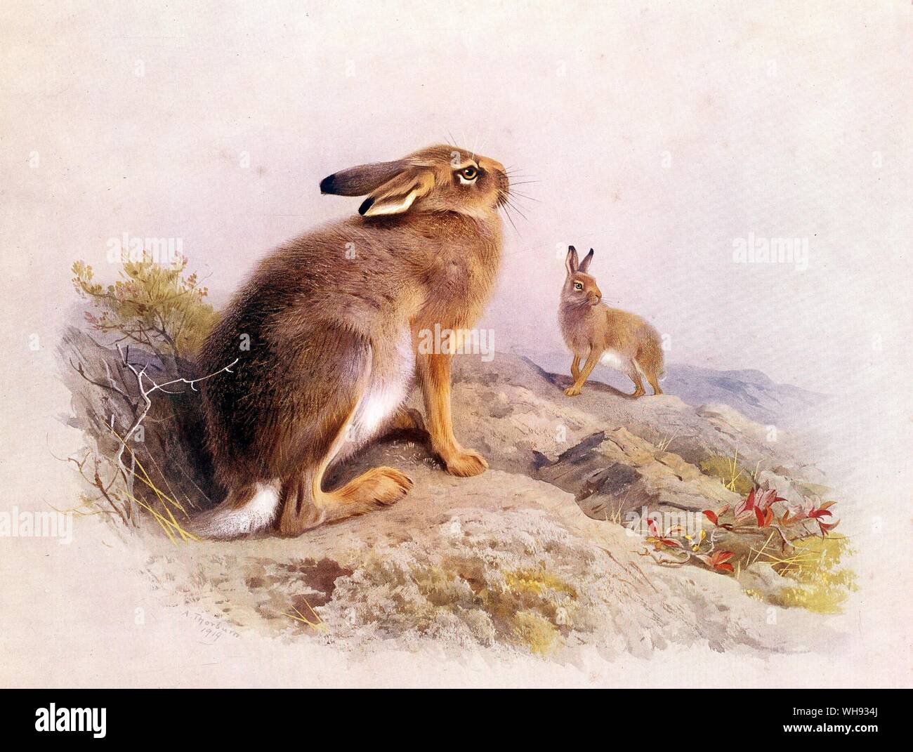 The Mountain Hare and The Irish Hare Stock Photo