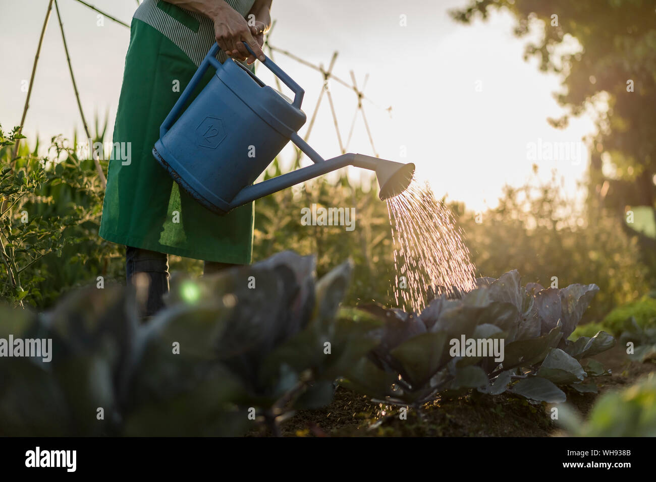 Woman watering vegetable garden Stock Photo