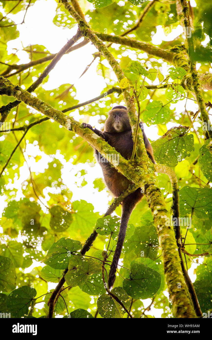 Golden Monkey in Volcanoes National Park, Rwanda, Africa Stock Photo