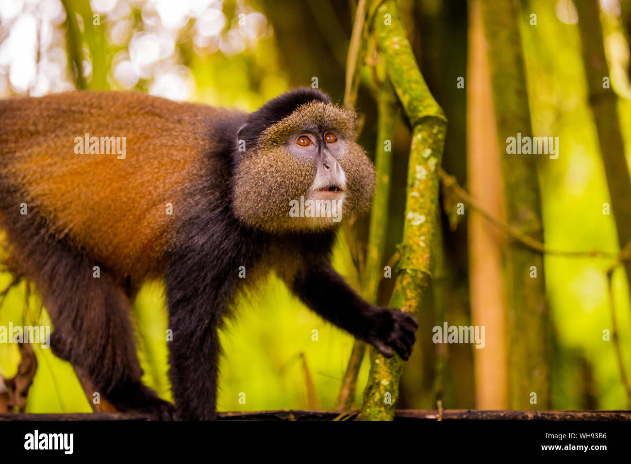 Golden Monkey In Volcanoes National Park Rwanda Africa Stock Photo 