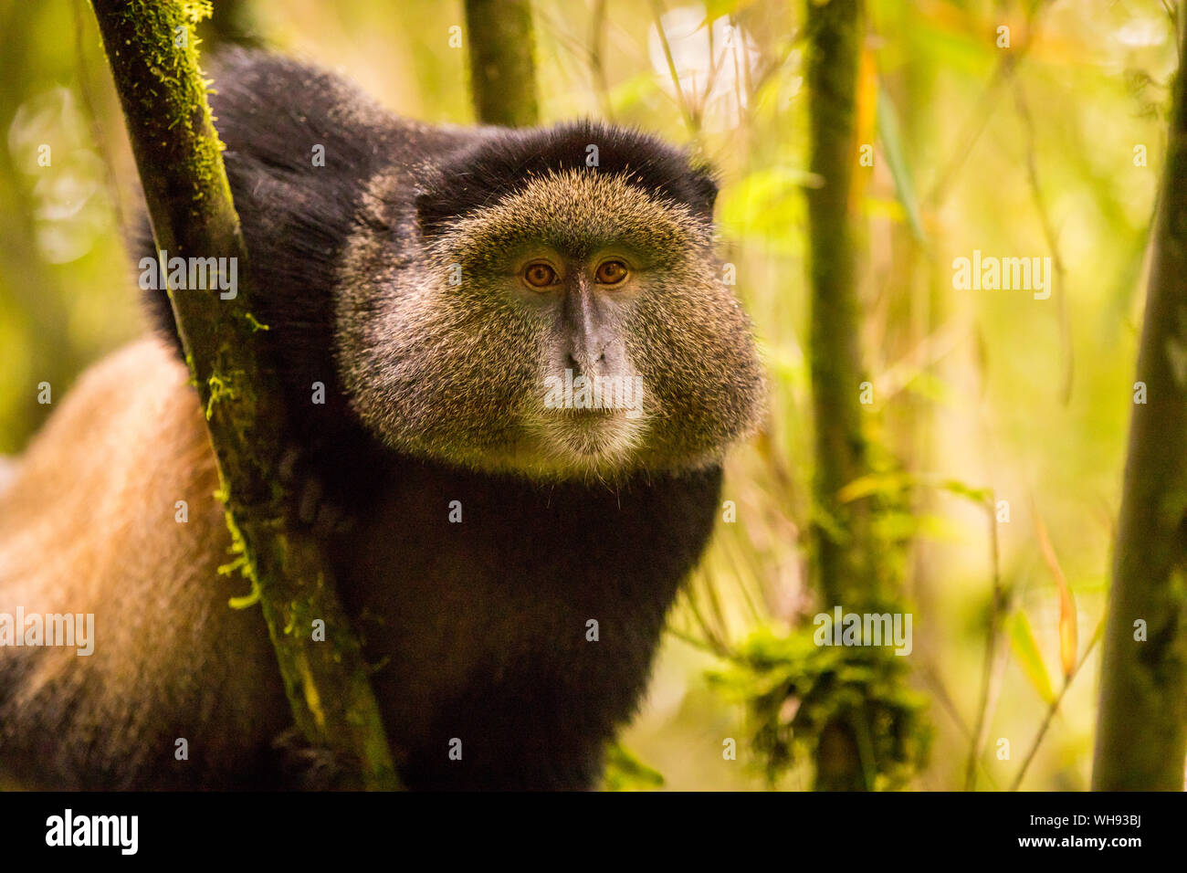 Golden Monkey in Volcanoes National Park, Rwanda, Africa Stock Photo
