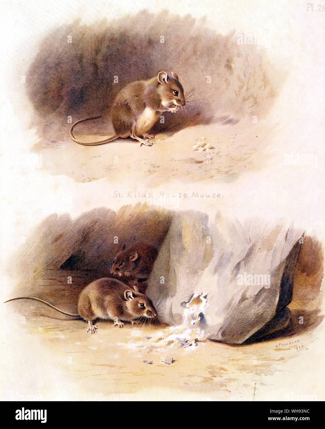 The Common  Mouse or House Mouse Stock Photo