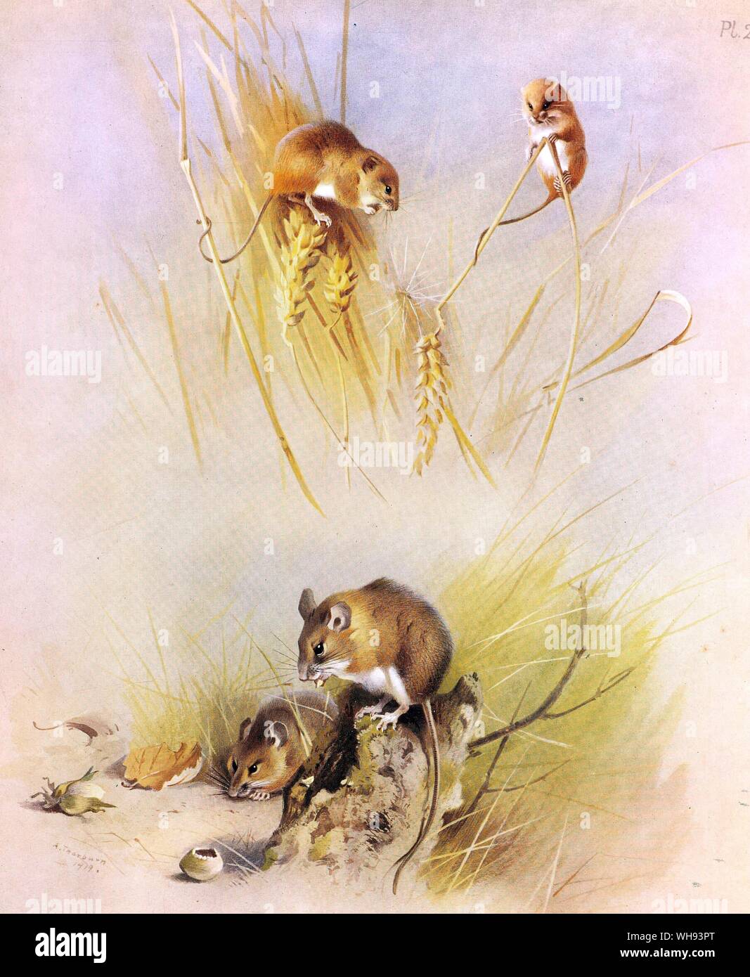 The Harvest Mouse and Wood Mouse Stock Photo