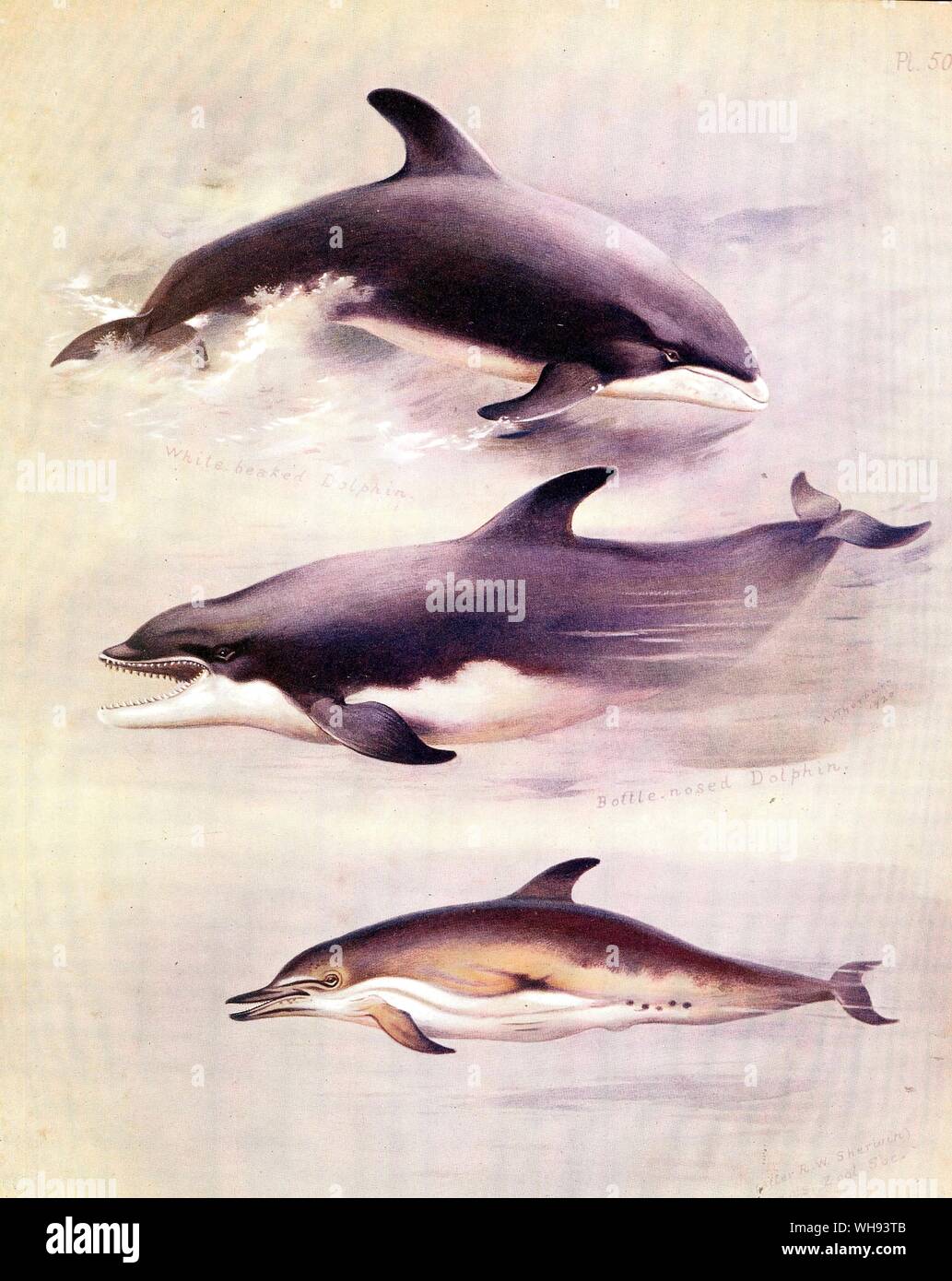 The Common Porpoise Risso's Grampus, and The White sided Dolphin Stock Photo