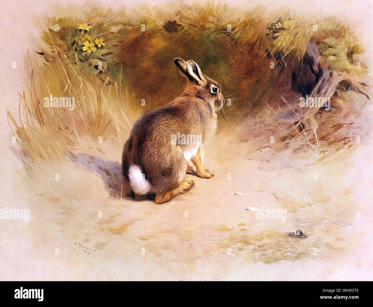 The Rabbit or Cony Stock Photo