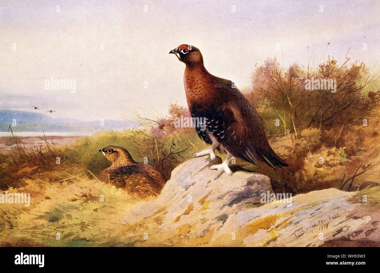 Red Grouse Stock Photo