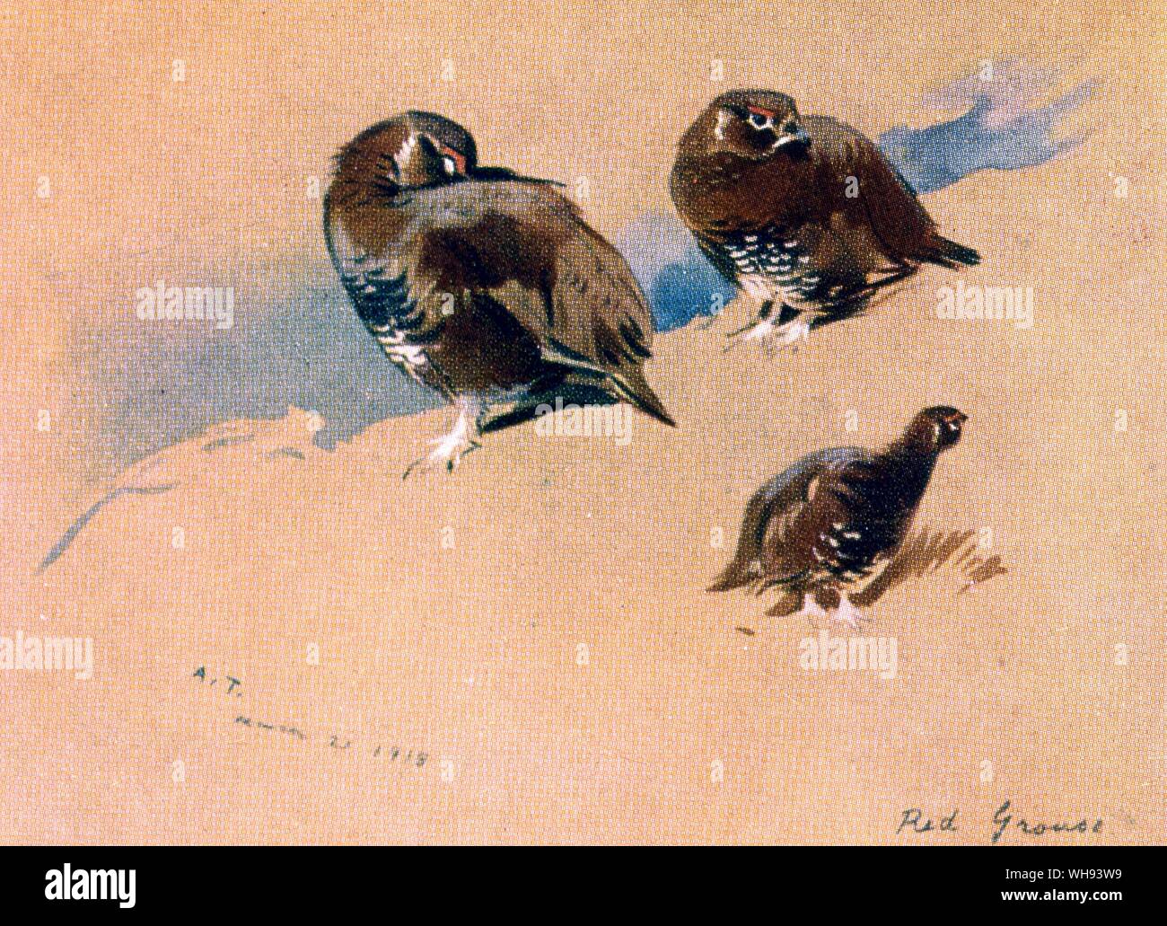 Red Grouse Stock Photo