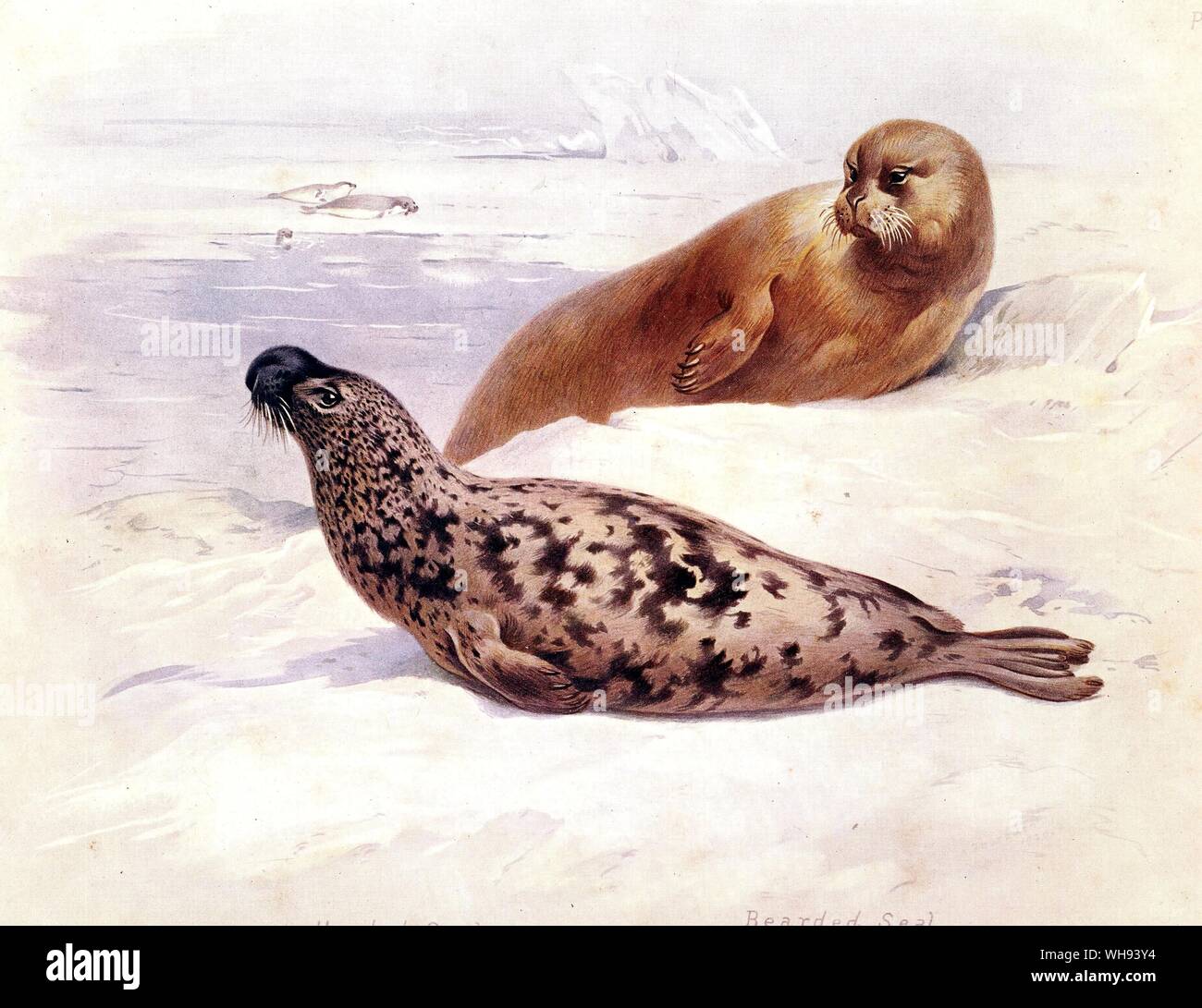 The Bearded  Seal and The Hooded  Seal Stock Photo