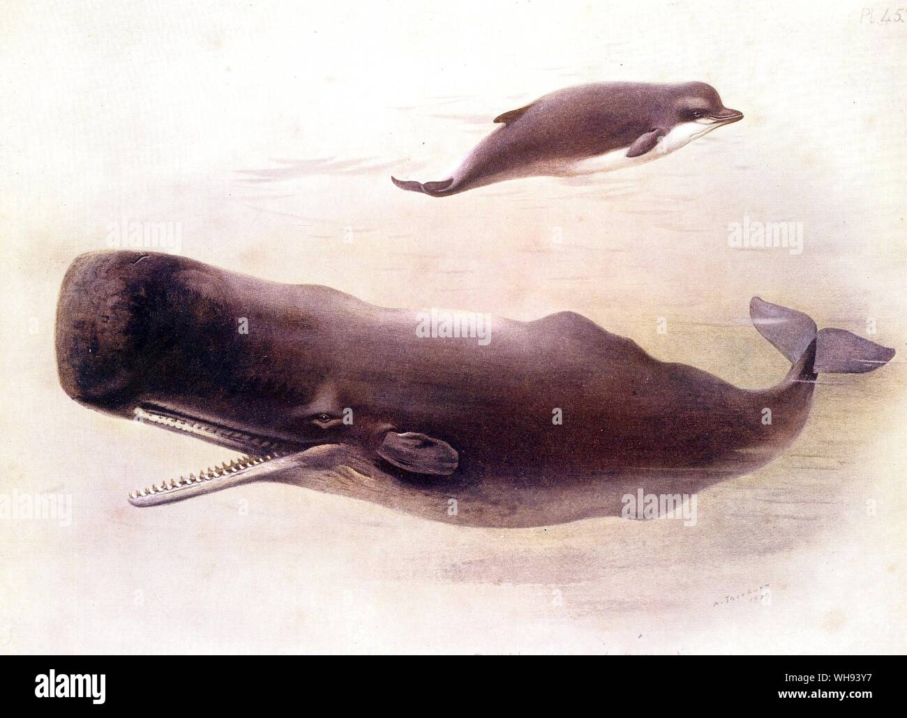 The Sperm Whale or Cachalot Stock Photo