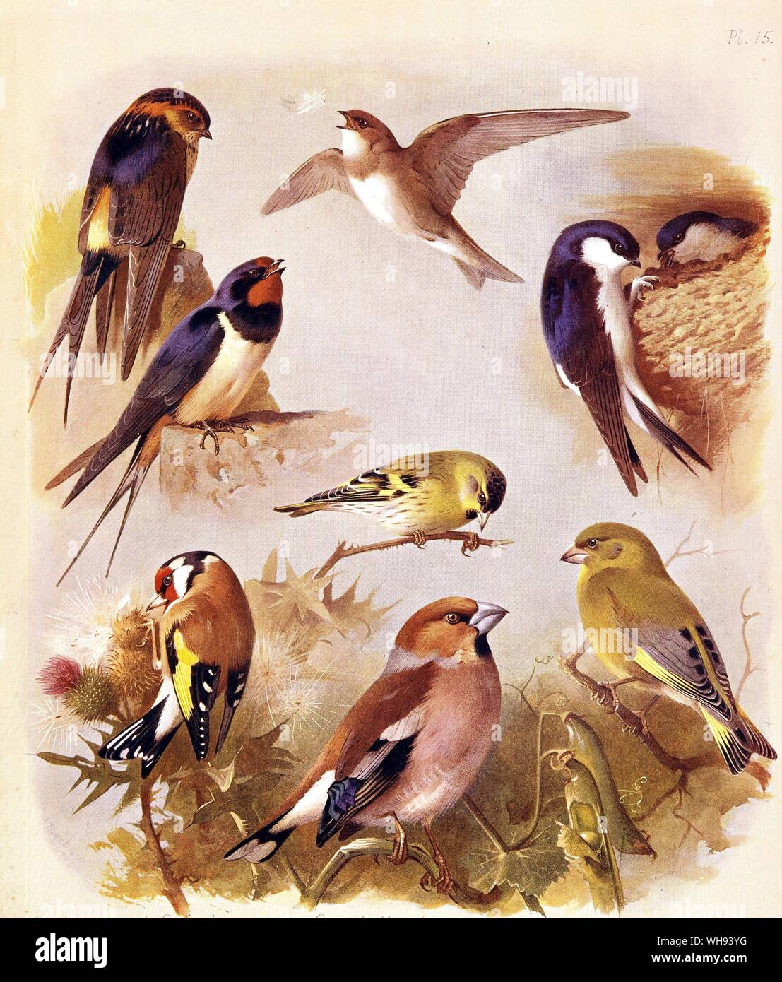 Sand Martin. Swallow. Red Rumped Swallow. House Martin. Hawfinch. Greenfinch. Siskin and