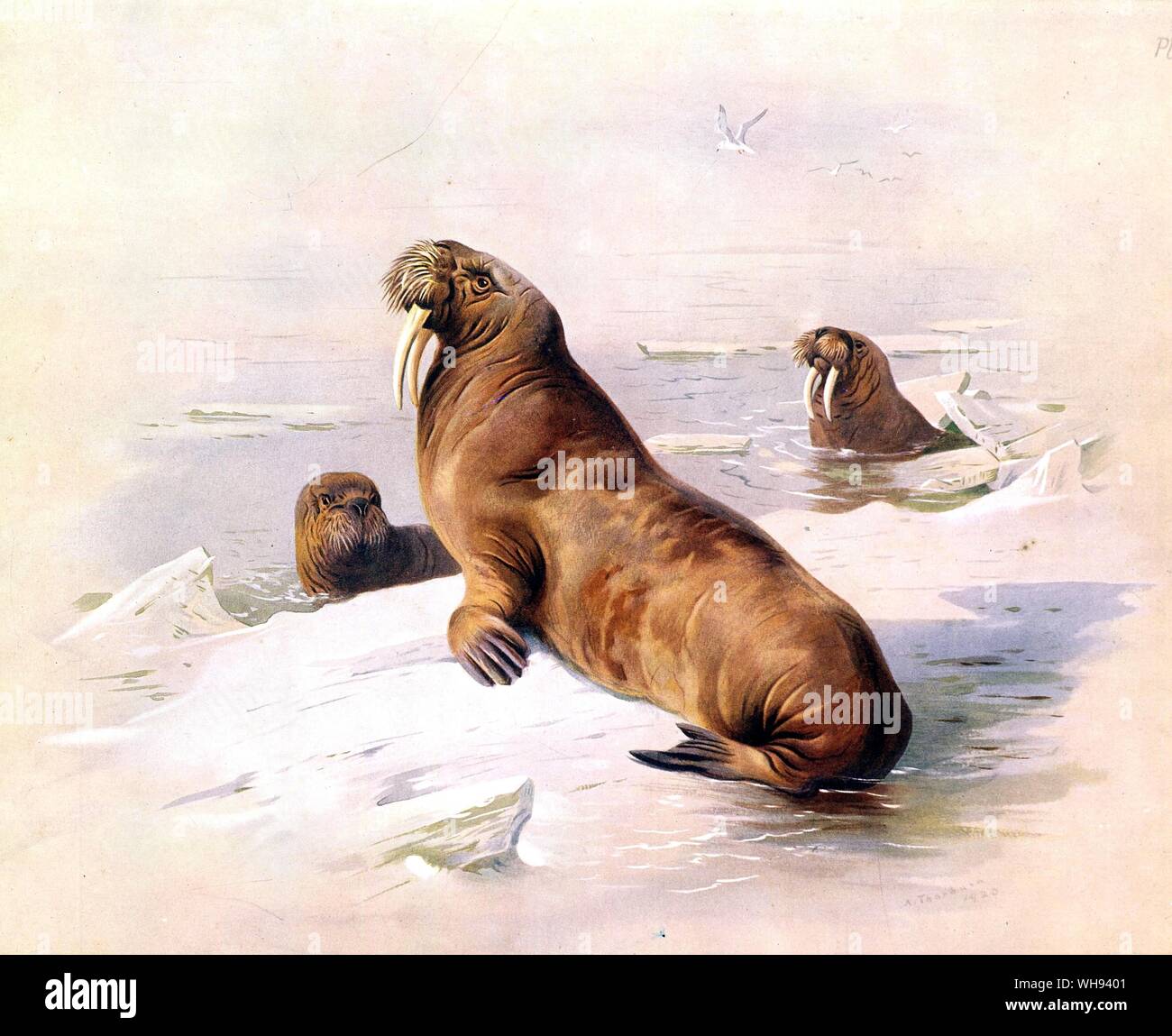 The Walrus Stock Photo
