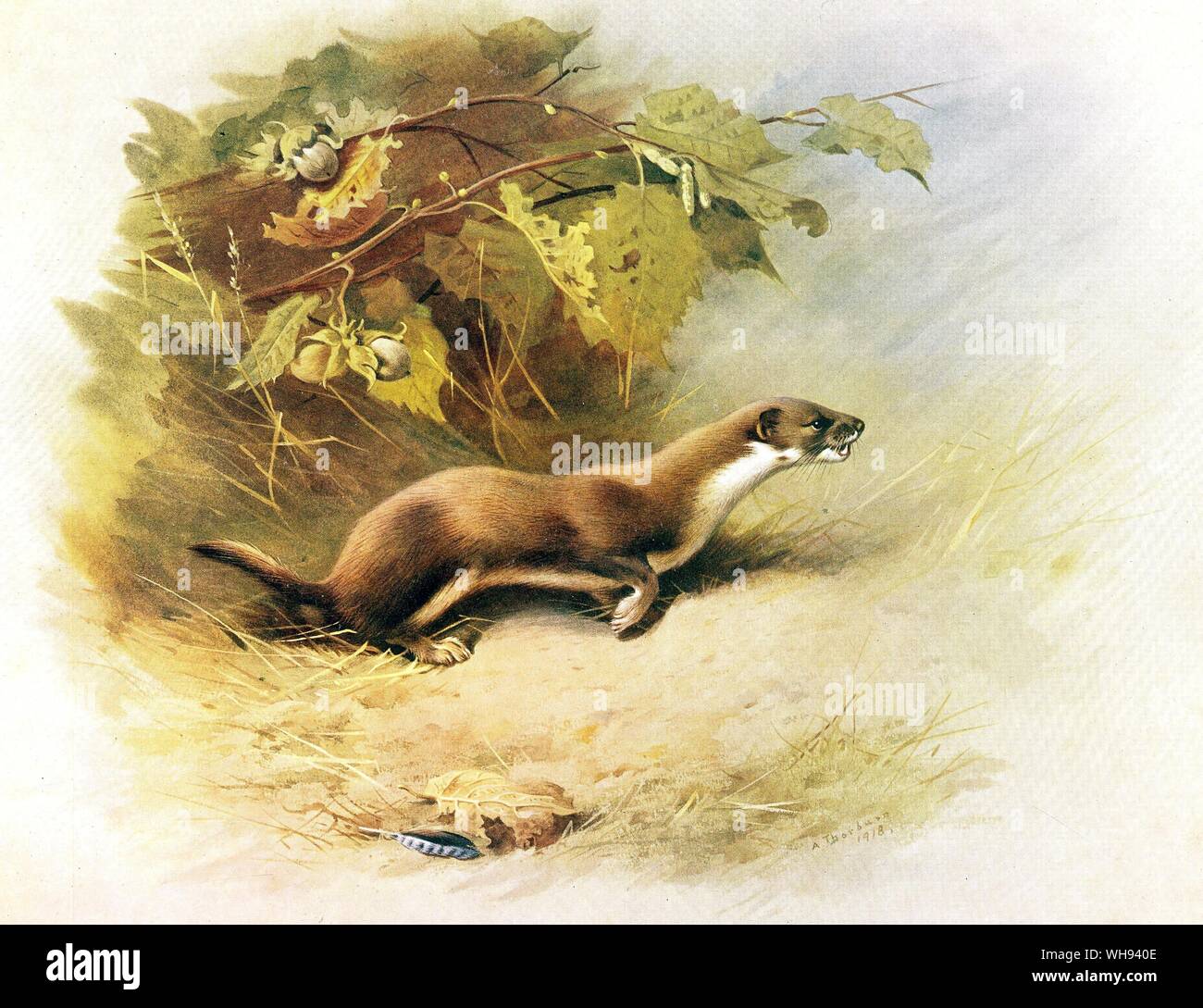 The Weasel Stock Photo