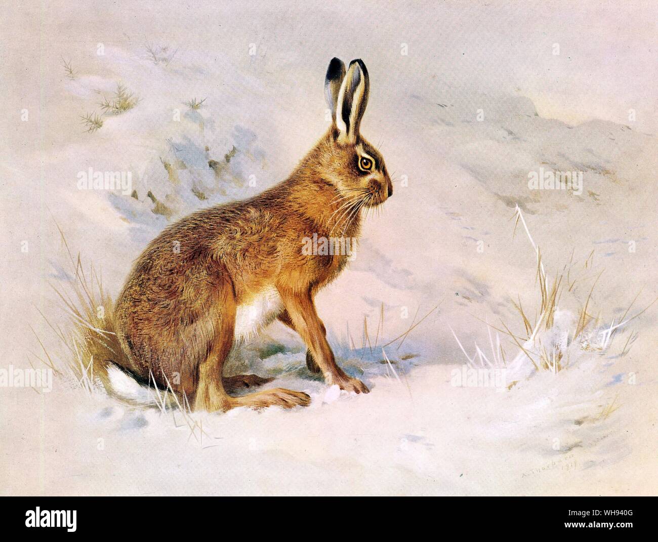 The Common Hare Stock Photo
