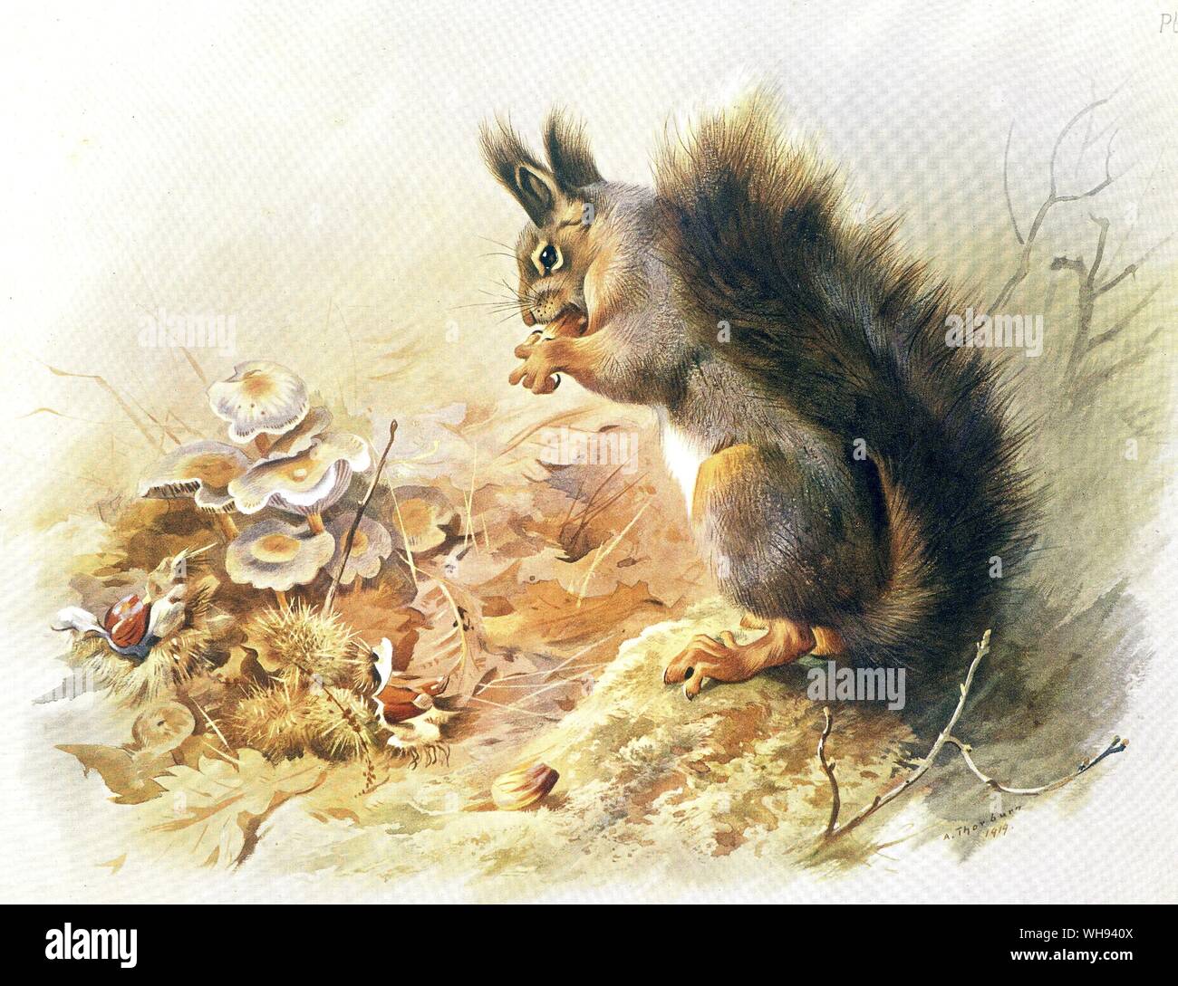 The Common Squirrel Stock Photo - Alamy