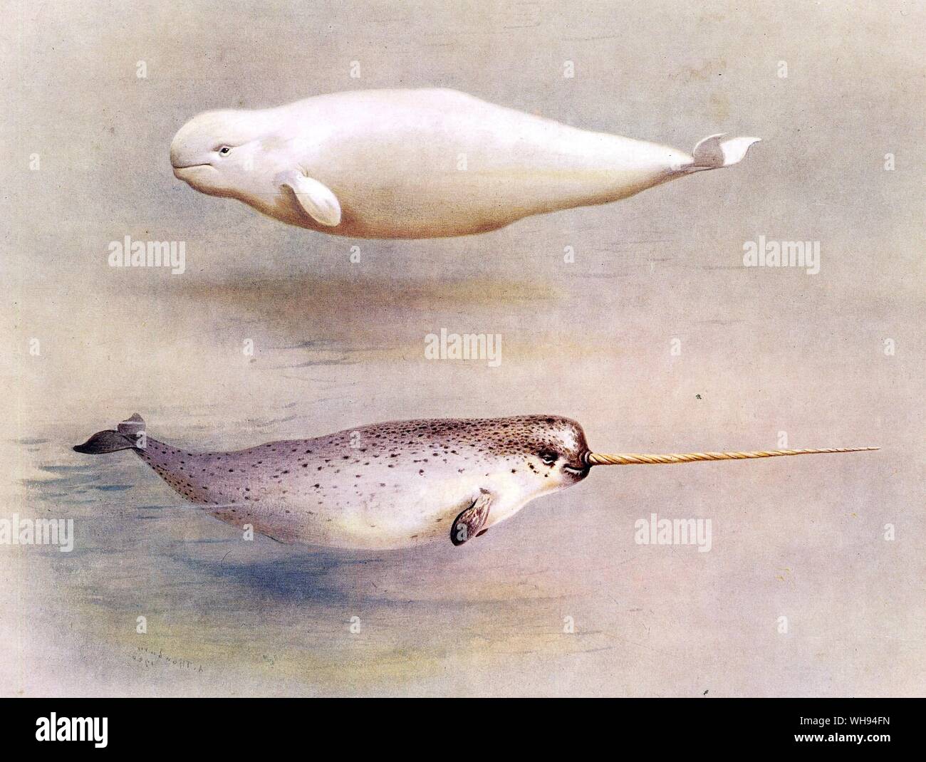 The Narwhal and The White Whales or Beluga Stock Photo
