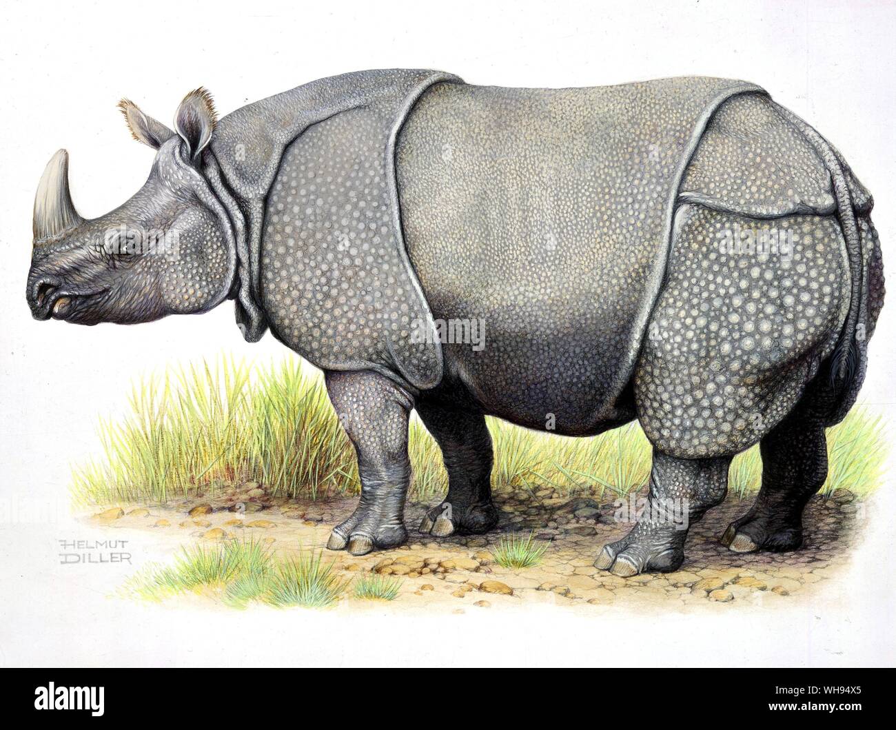 Great Indian Rhinoceros Stock Photo Alamy