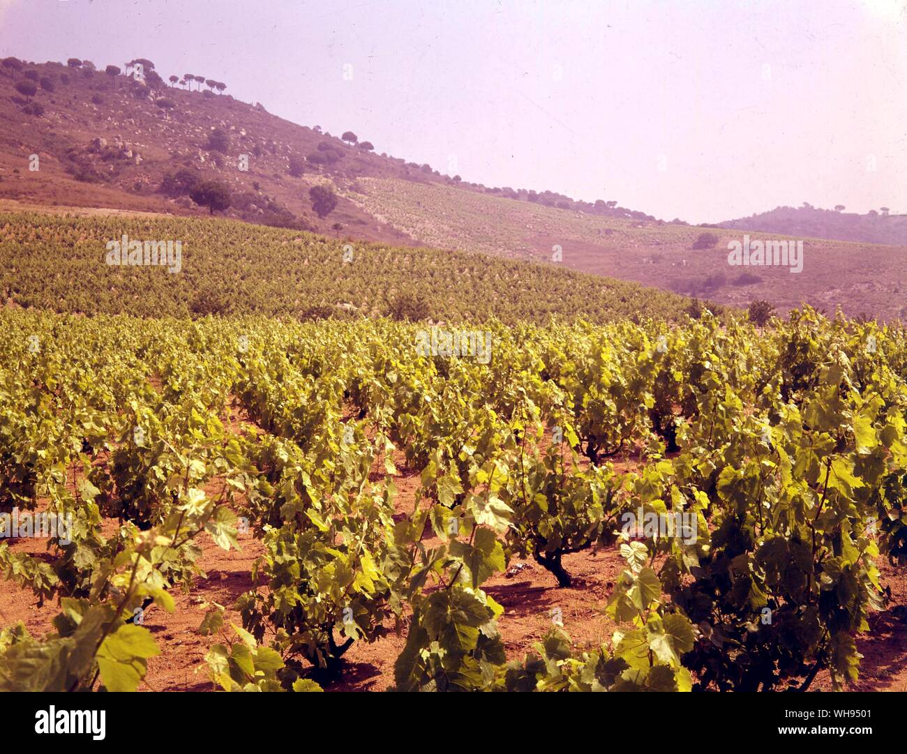 Spain, Vineyard near Valdepenas Stock Photo