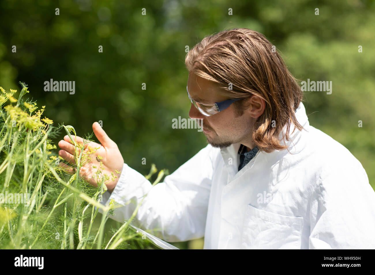 Researcher in a laboratory coat examining bees and plants outside Stock Photo