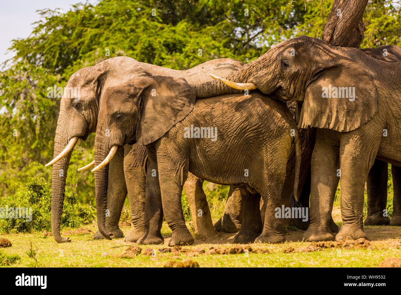 Elephants in Queen Elizabeth National Park, Uganda, East Africa, Africa Stock Photo