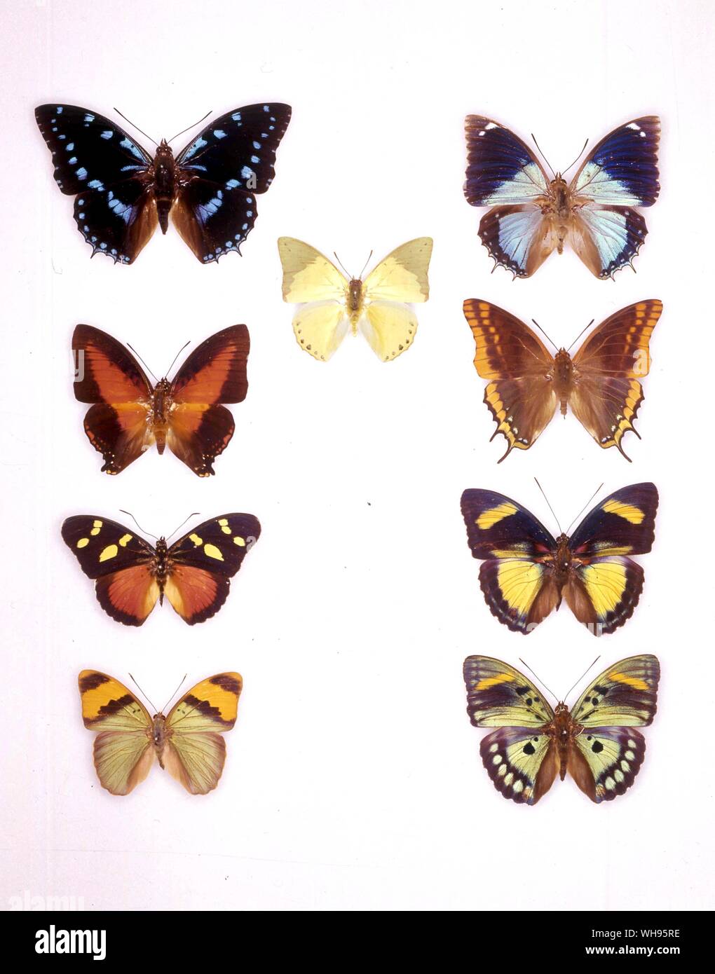 Butterflies/moths - (left to right, with the little one in the middle being second in the list) Charaxes ameliae, Charaxes bohemani, Charaxes eupale, Zingha zingha, Charaxes jaisius, Euphaedra eusemoides, Euphaedra themis, Euphaedra neophron, Euphaedra francina Stock Photo