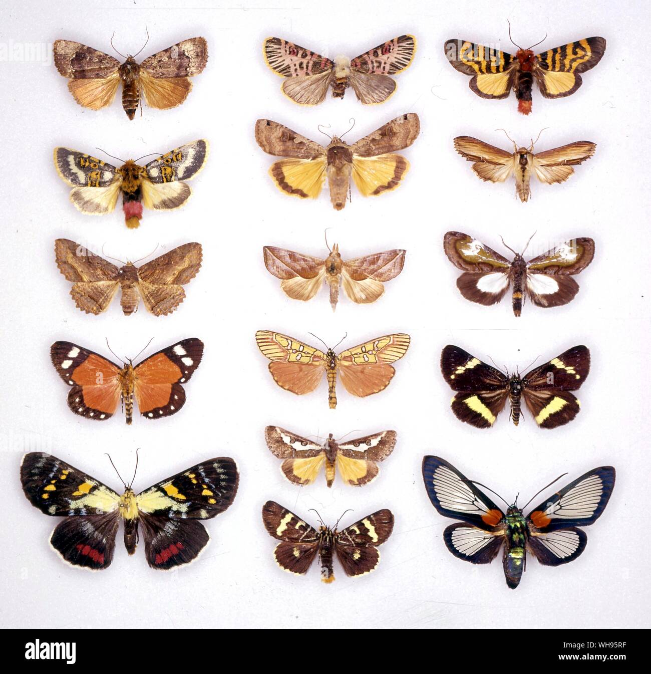 Butterflies/moths - (left top to bottom) Amphipyra pyramidoides, Eudaphnaeura splendens, Zale lunata, Weymeria athene, Agarista agricola - (middle top to bottom) Capillamentum nigrofasciatum, Noctua pronuba, Calpe eustrigata, Choerapais jucunda, Copidryas gloveri, Phalaenoides glycine - (right top to bottom) Daphoenura fasciata, Cucullia verbasci, Erocha leucodisca, Platagarista tetrapleura, Cocytia durvillii Stock Photo