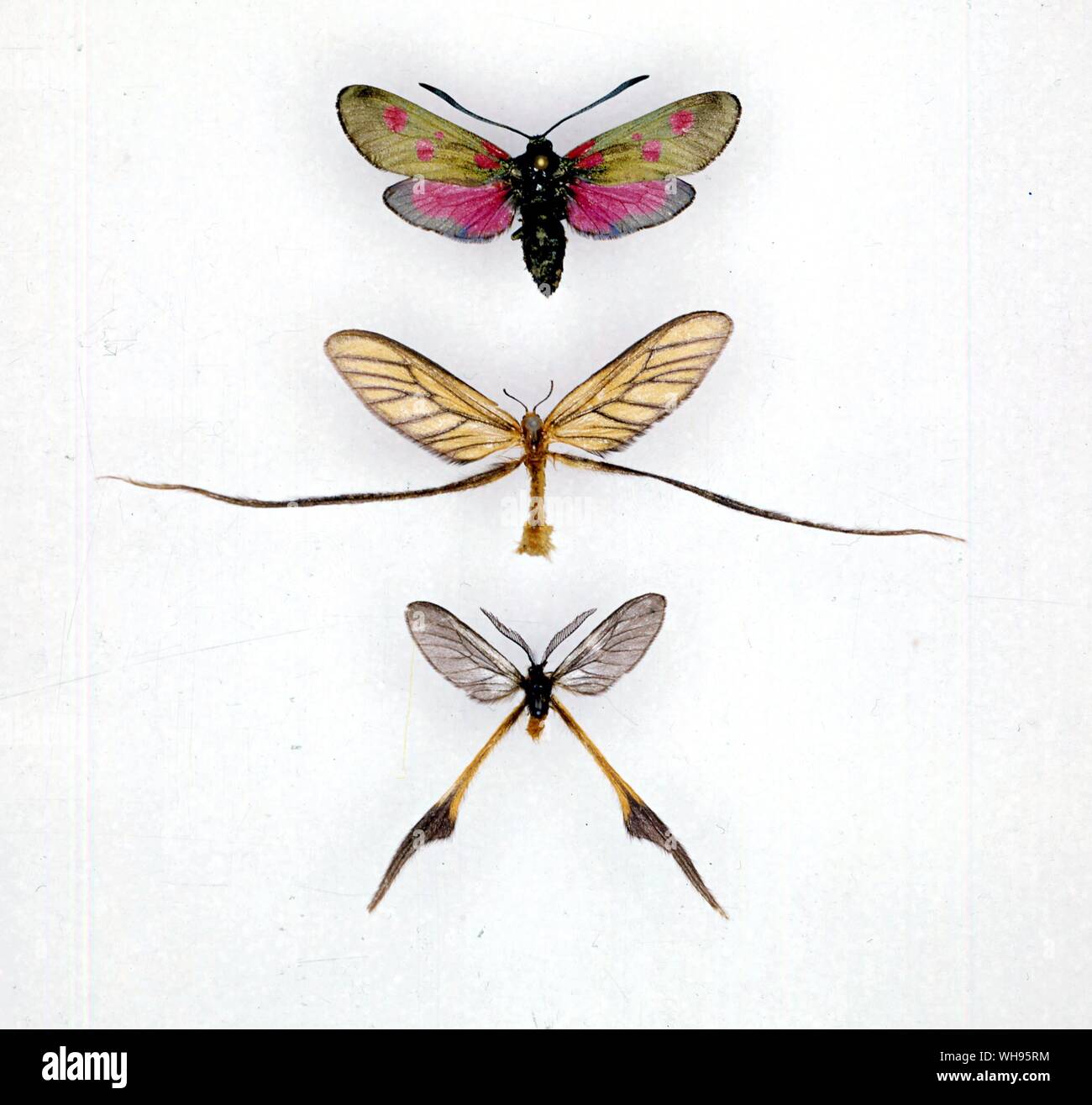 Butterflies/moths - top to bottom - Zygaena trifoli, Himantopterus fuscinervis, Himantopterus dohertyi Stock Photo