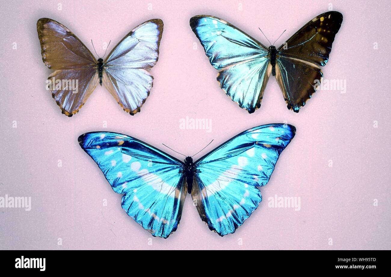 Butterflies/moths - (left to right) Morpho portis, Morpho zephyrites, Morpho cypris Stock Photo