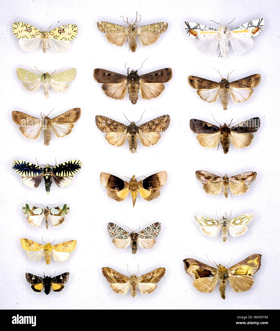 Butterflies/moths - (left top to bottom) Mazuca strigicincta, Calamia tridens, Peridroma saucia, Apsarasa radians, Nacna malachitis, Xanthia flavago, Anarta cordigera - (middle top to bottom) Ochropleura praecox, Agrotis infusa, Mamestra brassicae, Gonodonta distincta, Harrisimemna trisignata, Phlogophora iris - (right top to bottom) Baorisa hieroglyphica, Agrotis ipsilon, Amathes c-nigrum, Eosphoropteryx thyatiroides, Argyritis argentea, Plusia balluca Stock Photo