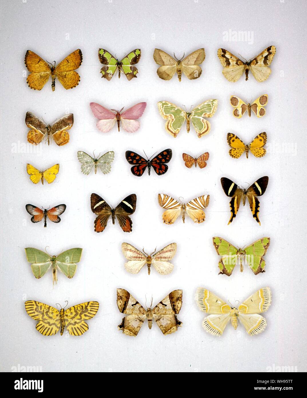 Butterflies/moths - (left to right) Milionia pericallis, Milionia grandis, Milionia elegans, Milionia basalis, Milionia euchromozona, Milionia obiensis, Milionia paradisea, Milionia exultans, Milionia aroensis, Milionia aglaia, Milionia ovata, Milionia callima, Milionia plesiobapta, Milionia coeruleonitens, Milionia lamprima, Arycanda emolliens, Callioratis milliaria, Arycanda vinaceostriga, Callipia paradisea, Eumelea fumicosta, Gonora hyelosioides Stock Photo