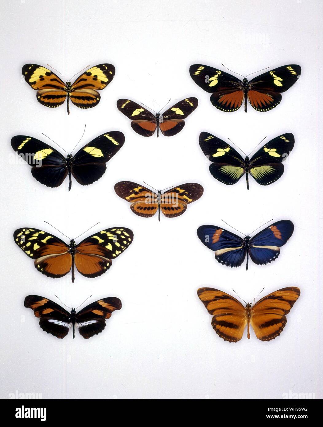 Butterflies/moths - (left to right) Heliconius ethillus, Heliconius recini, Heliconius doris, Heliconius wallacei, Eueides isabella, Heliconius doris, Heliconius anderida, heliconius vulcanus, Podotricha telesiphe telesiphe, Dryadula phaetusa Stock Photo