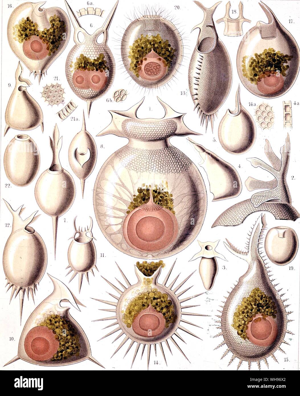 Some of the exotic forms of radiolaria collected by HMS Challenger, during the alte 19th century expedition.. 1.-15. Challengeria 16-18. Pharyngella 19-20. Entocannula 21-22. Lithogromia Stock Photo