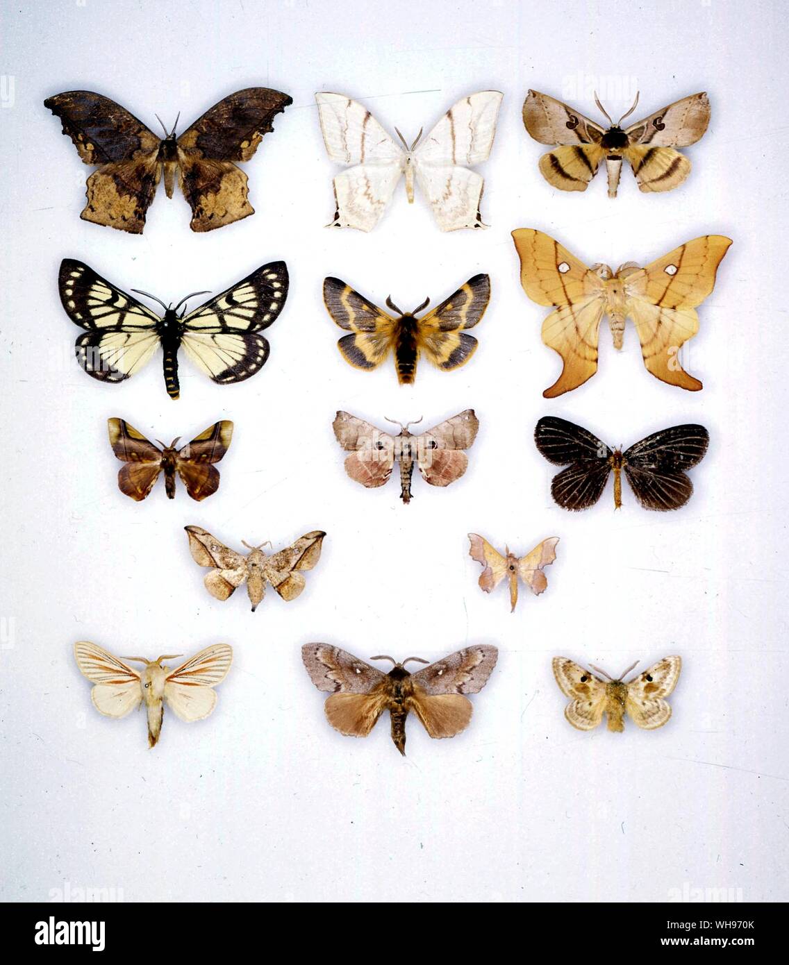 Butterflies/moths - (left to right) Oxytenisd peregrina, Asthenidia lanctucina, Spiramiopsis comma, Sabalia barnsi, Lemonia dumi, Cercophana venusta, Epi muscosa, Hygrochora torrefacta, Ratarda furvivestia, Cicinnus despecta, Lacosoma valeria, Grammodora nigrolineata, Dendrolimus pini, Mirina christophi Stock Photo