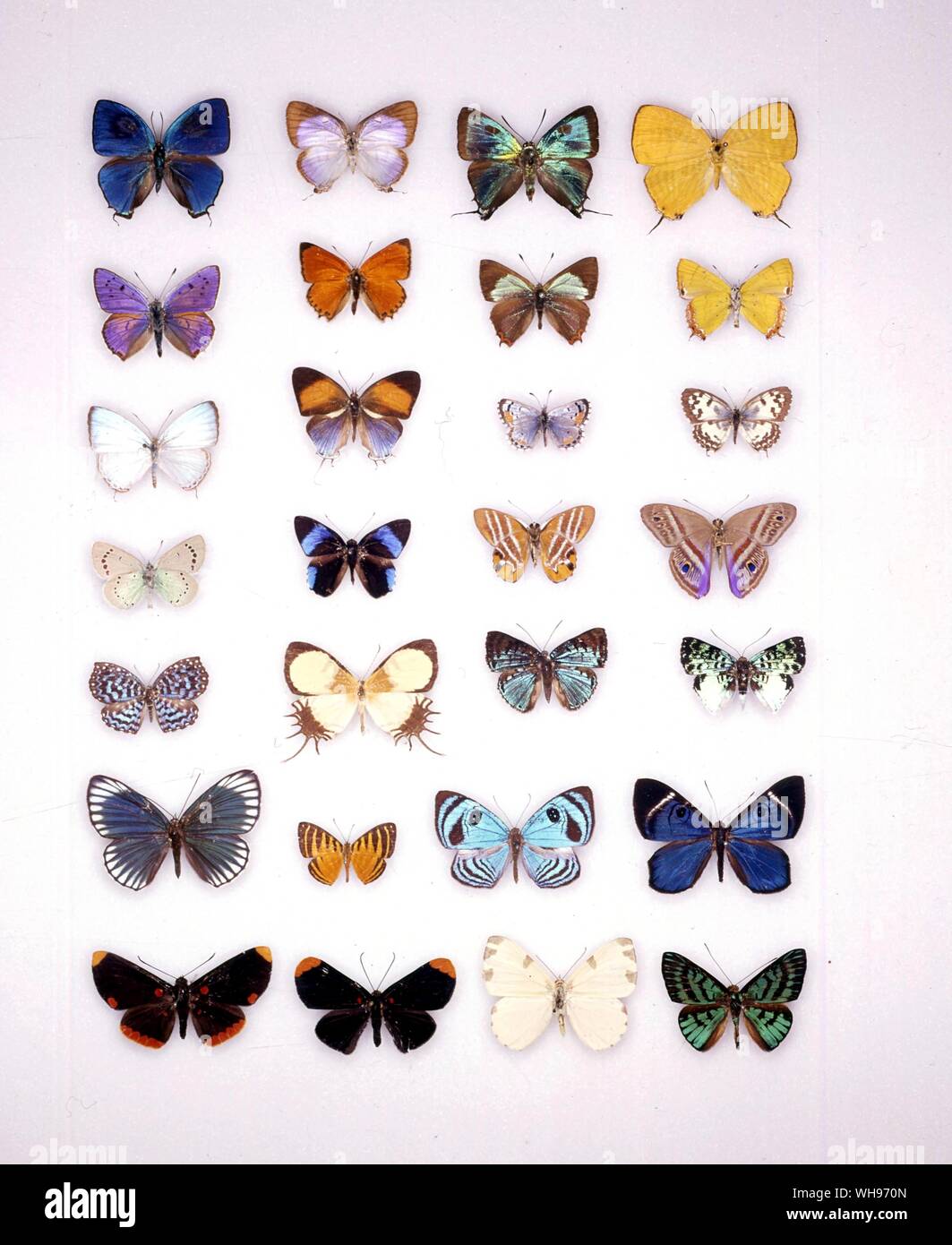 Butterflies/moths - (left to right) Mithras hemon, Rekoa meton, Atlides halesus, Japonica saepestriata, Lycaena alciphron, Lycaena thetis, Heliophorus androcles, Heliophorus tamu (underneath), Jamides alecto, Drupadia ravindra, Philotes sonorensis, Castalius rosimon, Glaucopsyche alexis (underneath), Euselasia euriteus, Euselasia euriteus (underneath), Euselasia issoria (underneath), Cremna actoris, Helicopis endymion, Menander menander, Menander hebrus, Uraneis ucubris, Hyphilaria parthenis, Semomesia capanea, Mesosemia mevania, Lymnas pixe, Lymnas xarifa, Hermathena candidata, Alesa prema Stock Photo