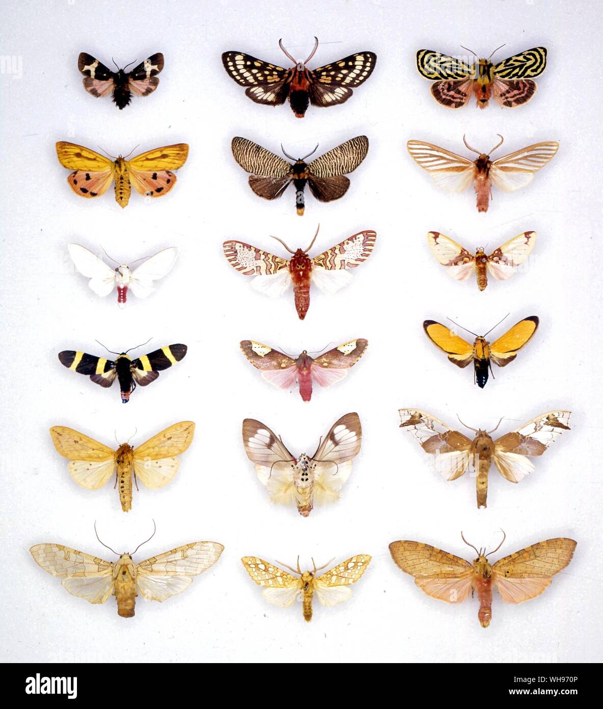 Butterflies/moths - (left to right) Eucharia casta, Amastus adela, Diacrisia breteaudeaui, Diacrisia metalkana, Graphelysia strigillata, Aemilia ambigua, Eupseudosoma involuta, Rhipha pulcherrima, Amaxia chaon, Viviennea moma, Bertholdia trigona, Ormetica tanialoides, Pyrrharctia isabella, Rhodogastria caudipennis, Parathyris semivitrea, Halisidota tessellaris, Halisidota caryae, Apocrisias thaumasta Stock Photo