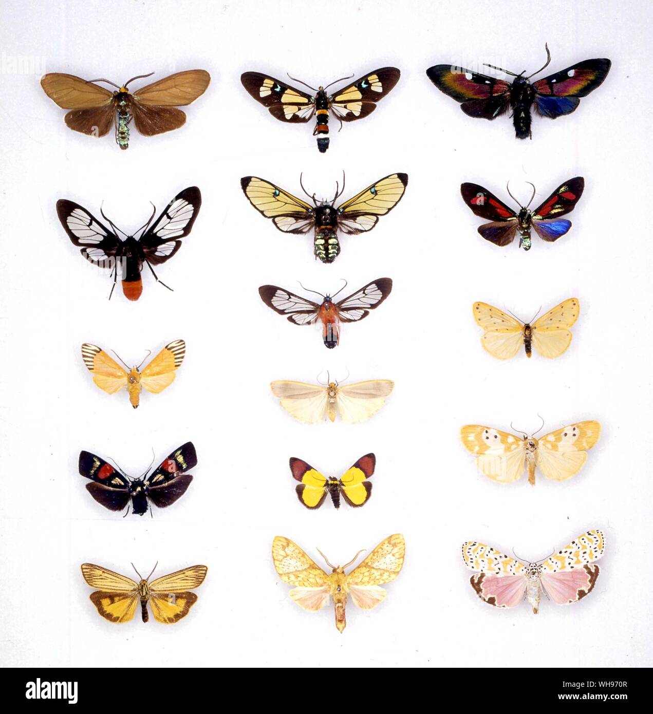 Butterflies/moths - (top left to bottom) Ctenucha virginica, Dasysphinx torquata, Napata walkeri, Chionaema scintillans, Spiris striata - (middle top to bottom) Euchromia lethe, Gymnelia gemmifera, Cosmosoma auge, Eilema complana, Damias esthla, Premolis semirufa - (top right to bottom) Chrysocale ignita, Cyanopepla pretiosa, Setina irrorella, Chionaema moupinensis, Utetheisa ornatrix bella Stock Photo