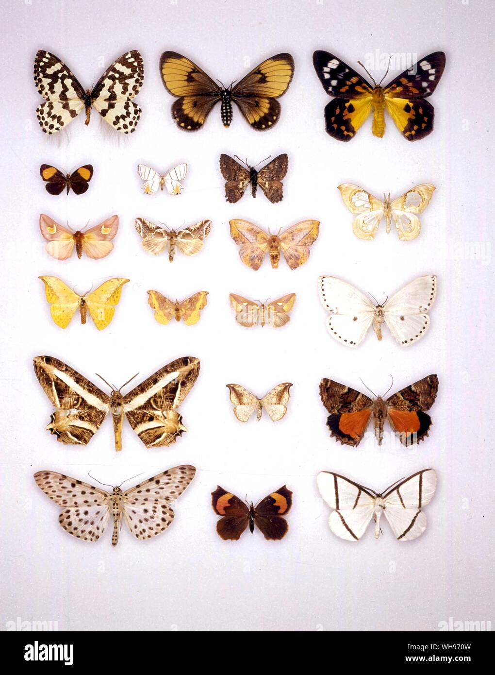 Butterflies/moths - (left to right) Pterothysanus noblei, Hibrildes norax, Dysphania cuprina - (second row left to right) Callidula lunigera, Epiplema himala, Apoprogenes hesperistis - (third row left to right) Epicmelia theresiae, abrosyne scripta, Oreta singapura - (pale beige one in middle right of rows two and three) Macrauzata maxima - (fourth row left to right) Tridrepana flava, Oreta rosea, Axia margarita, Cyclidia dictyaria - (fifth row left to right) Erebomorpha fulguritia, Drepana falcataria, Catacalopsis medinae - (sixth row) Percnia felinaria, Pterodecta felderi, Carpella districta Stock Photo