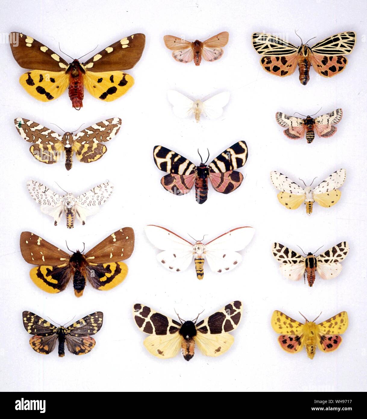 Butterflies/moths - (left to right) Pericallia matronula, Phragmatobia fuliginosa, Apantesis virgo, Arachnis zuni, Hyphantria cunea, Chlanidophora patagiata, Ecpantheria decora, Ammobiota festiva, Estigmene acrea, Platarctia parthenos, Amsacta lactinea, Cymbalophora pudica, Acerbia alpina, Arctia flavia, Diacrisia purpurata Stock Photo