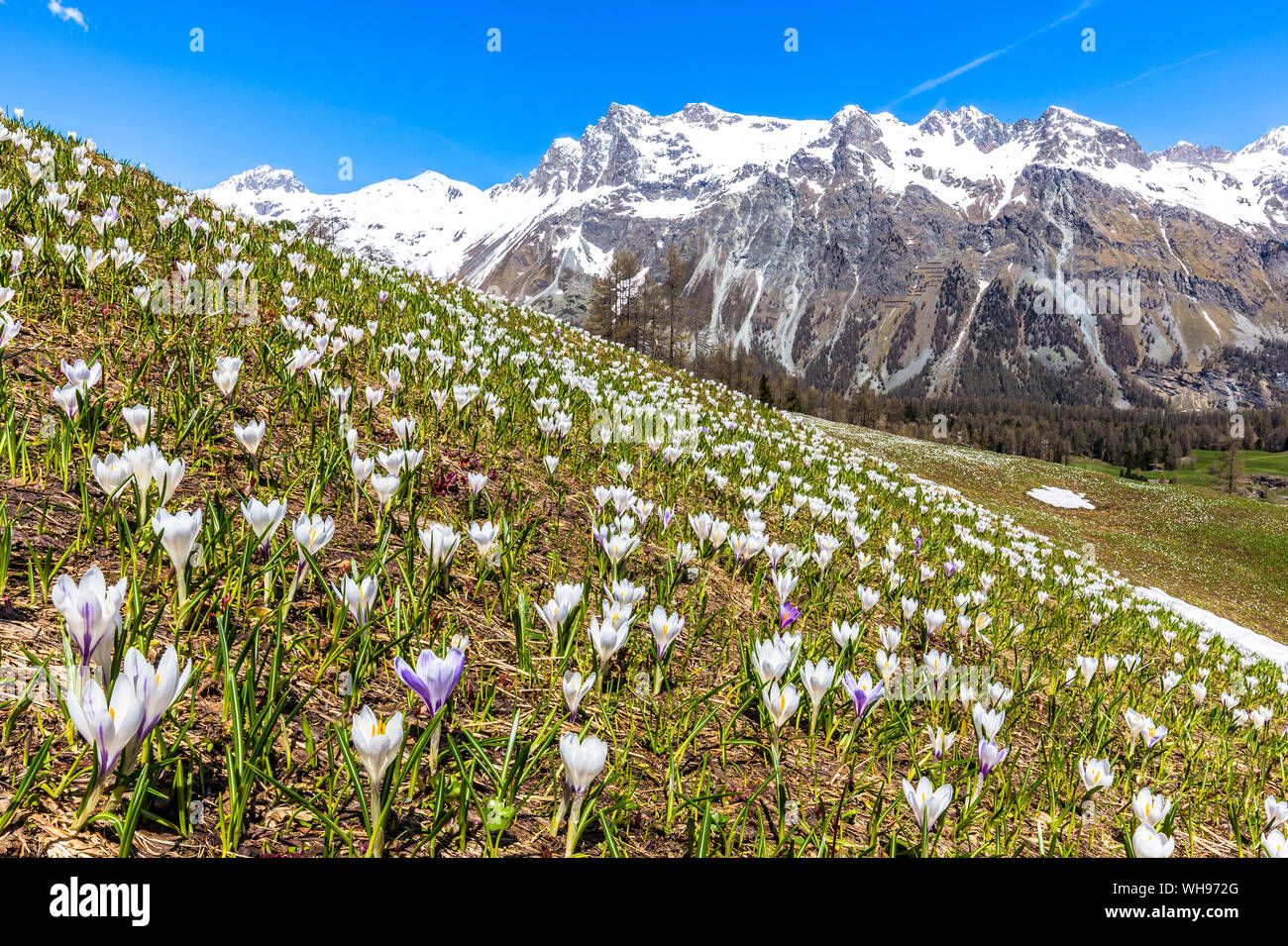 Flowering of Crocus nivea in Val Fex (Fex Valley), Engadine, Canton of Grisons (Graubunden), Switzerland, Europe Stock Photo