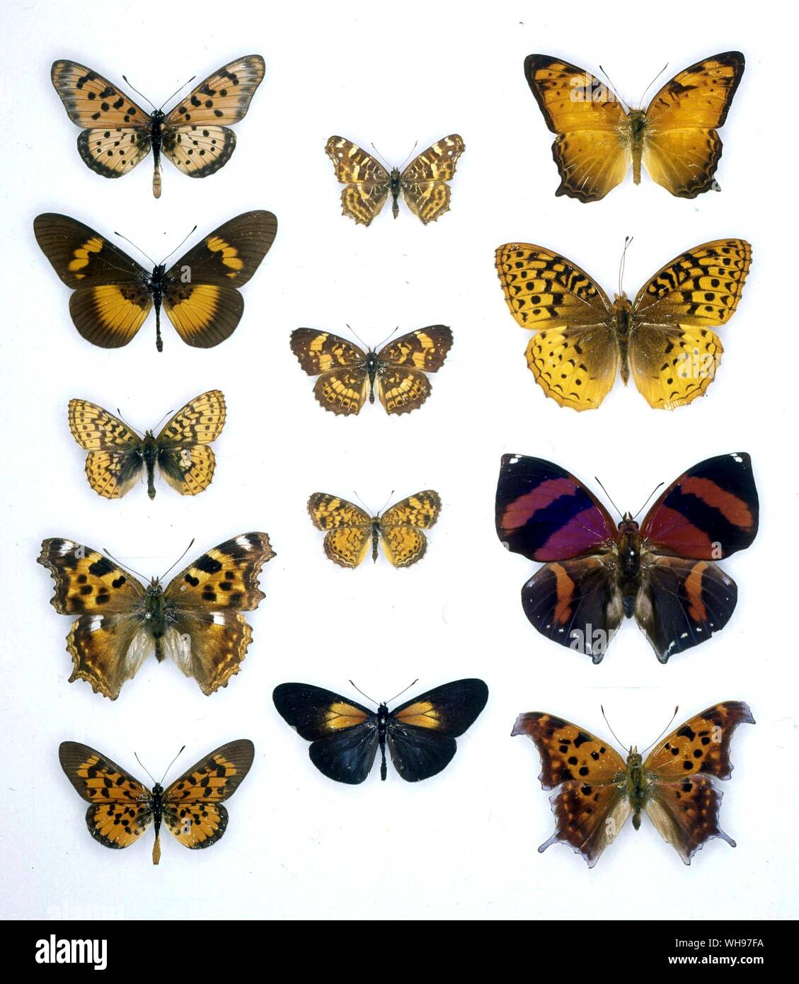 Butterflies/moths - (top left to bottom) Acraea chilo, Bematistes aganice, Clossiana frigga, Nymphalis vau-album, Acaea cephus - (middle row top to bottom) Araschnia levana, Chlorosyne nycteis, Physiodes tharos, Actinote ozomene - (top right to bottom) Vagrans egista, Speyeria cybele, Siderone galanthis, Polygonia interrogationis Stock Photo