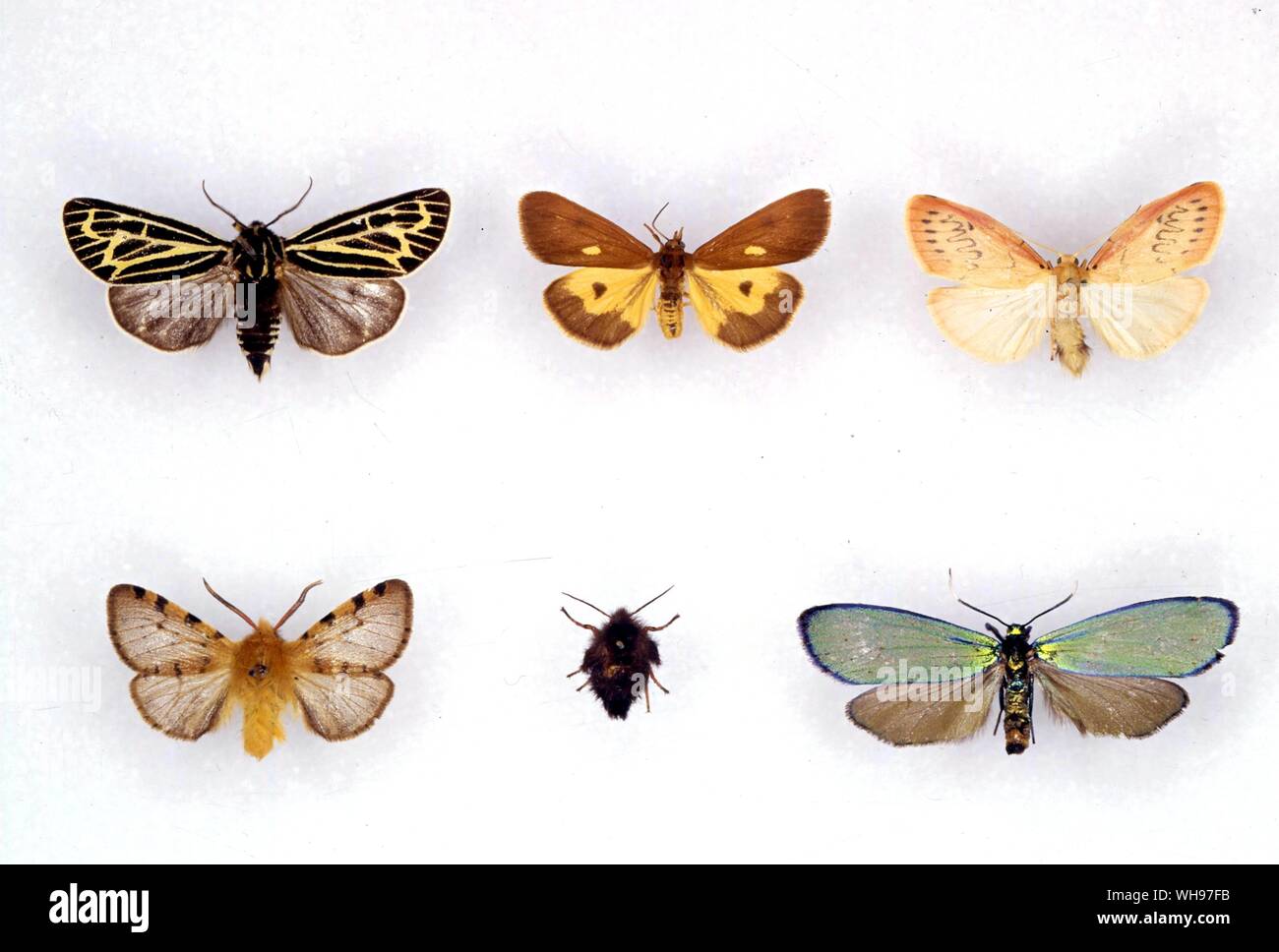 Butterflies/moths - (left to right) Apantesis quenseli, Holomelina lamae, Miltochrista miniata, Ocnogyna leprieuri (male), Ocnogyna leprieuri (female), Chrysochlorosia splendida Stock Photo