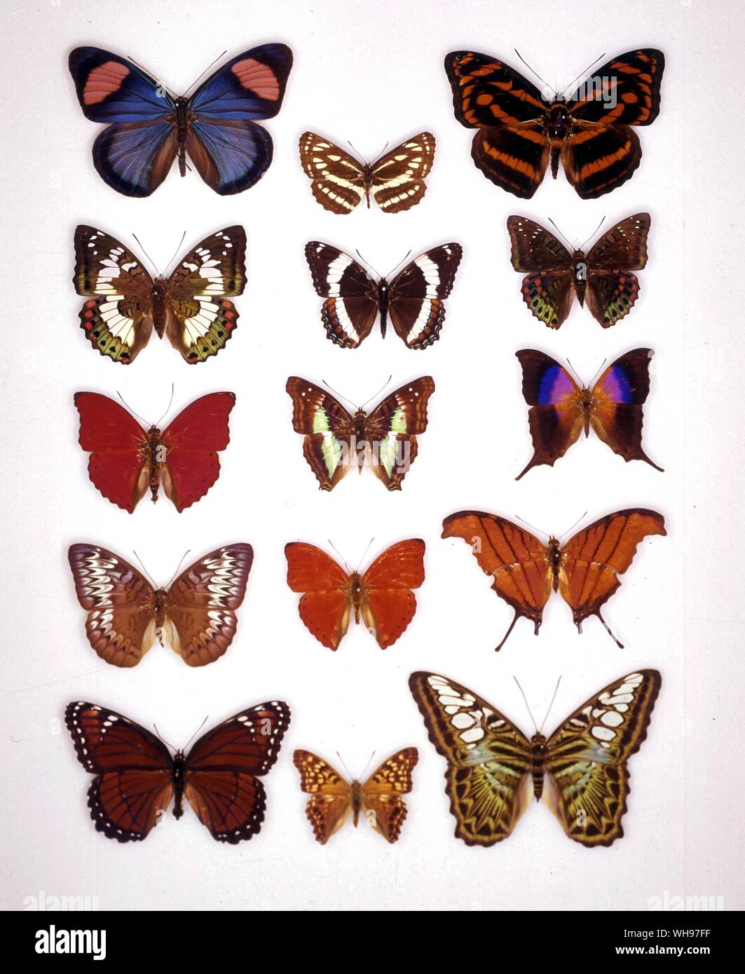 Butterflies/moths - (left to right) Batesia hypochlora, Neptis sappho, Pantoporia eulimene, Euthalia adonia (female), Limenitis arthemis, Euthalia adonia (male), Cymothoe sangaris, Doxocopa lavinia, Marpesia iole, Tanaecia pelea, Cymothoe coccinata, Marpesia petreus, Limenitis archippus, Asterocampa clyton, parthenos sylvia Stock Photo
