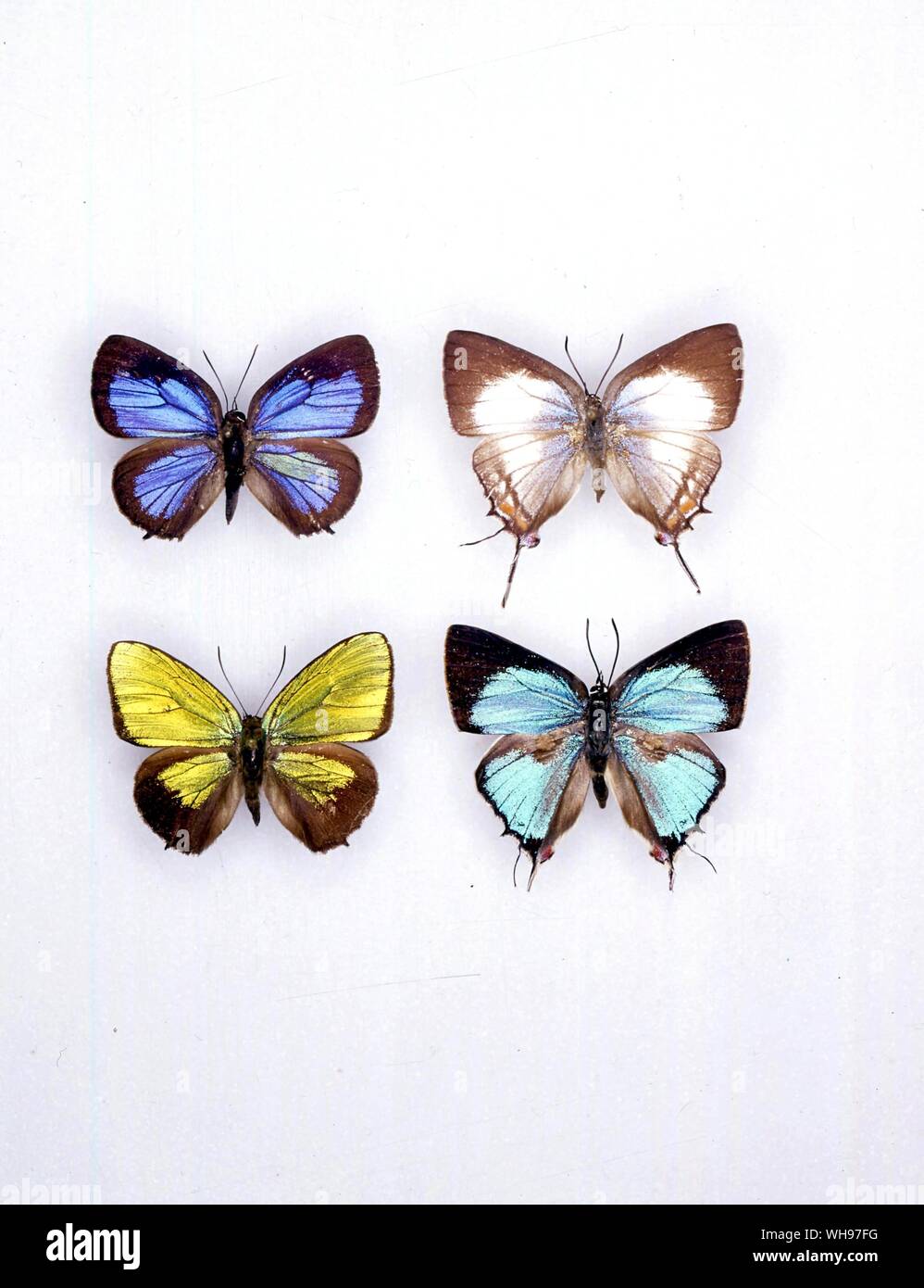 Butterflies/moths - (left to right) Aurea aurea (male), Iolaus Lalos (female), Aurea aurea (female), Iolaus lalos (male) Stock Photo