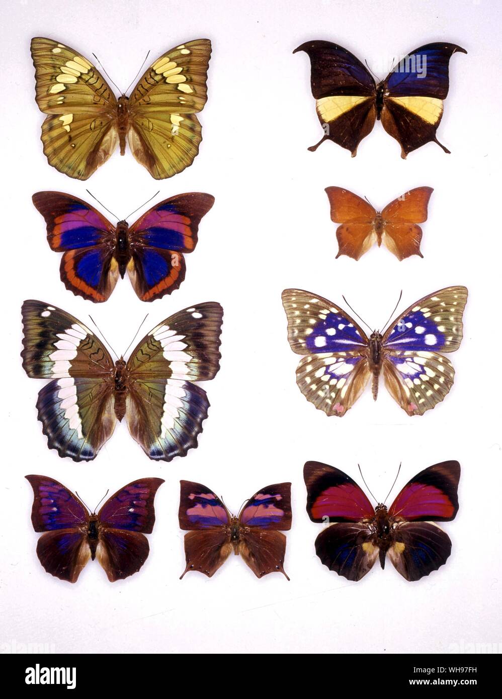 Butterflies/moths - (left to right) Euthalia patala, Anaea panariste, Prepona praeneste, Anaea andria, Euthalia durga, Sasakia charonda, Anaea tyrianthina, Anaea nessus, Agrias claudia Stock Photo