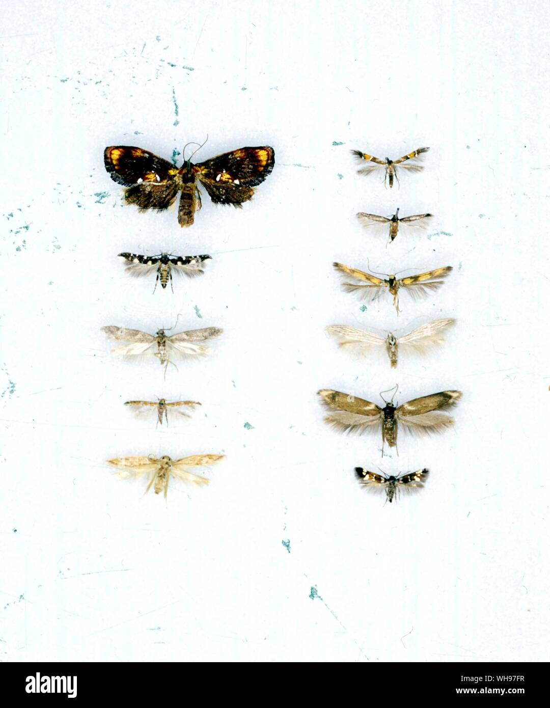 Butterflies/moths - left to right from the top - Sphaerelictis dorothea, Cosmopteryx scribaiella, Trachydora leucobathra, Synplaca gumia, Stathmopoda pedella, Holocera iceryaeela, Coleophora virgatella, Sathrobrota rileyi, Scythris cuspidella, Agonoxena argaula, Elachista regificella Stock Photo