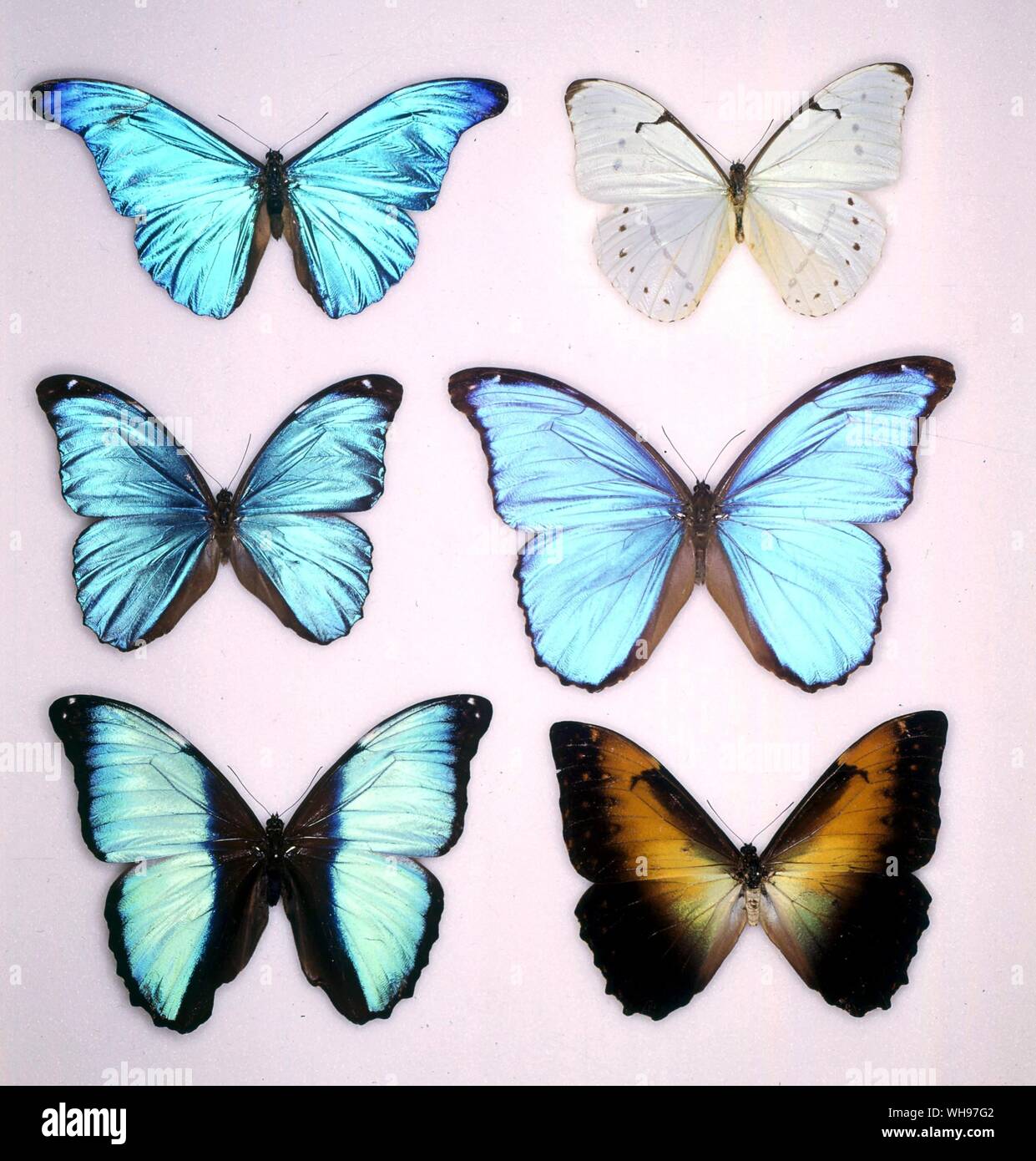 Butterflies/moths - (left to right Morpho rhetenor, Morpho laertes, Morpho menelous, Morpho didius, Morpho deidamia, Morpho perseus Stock Photo