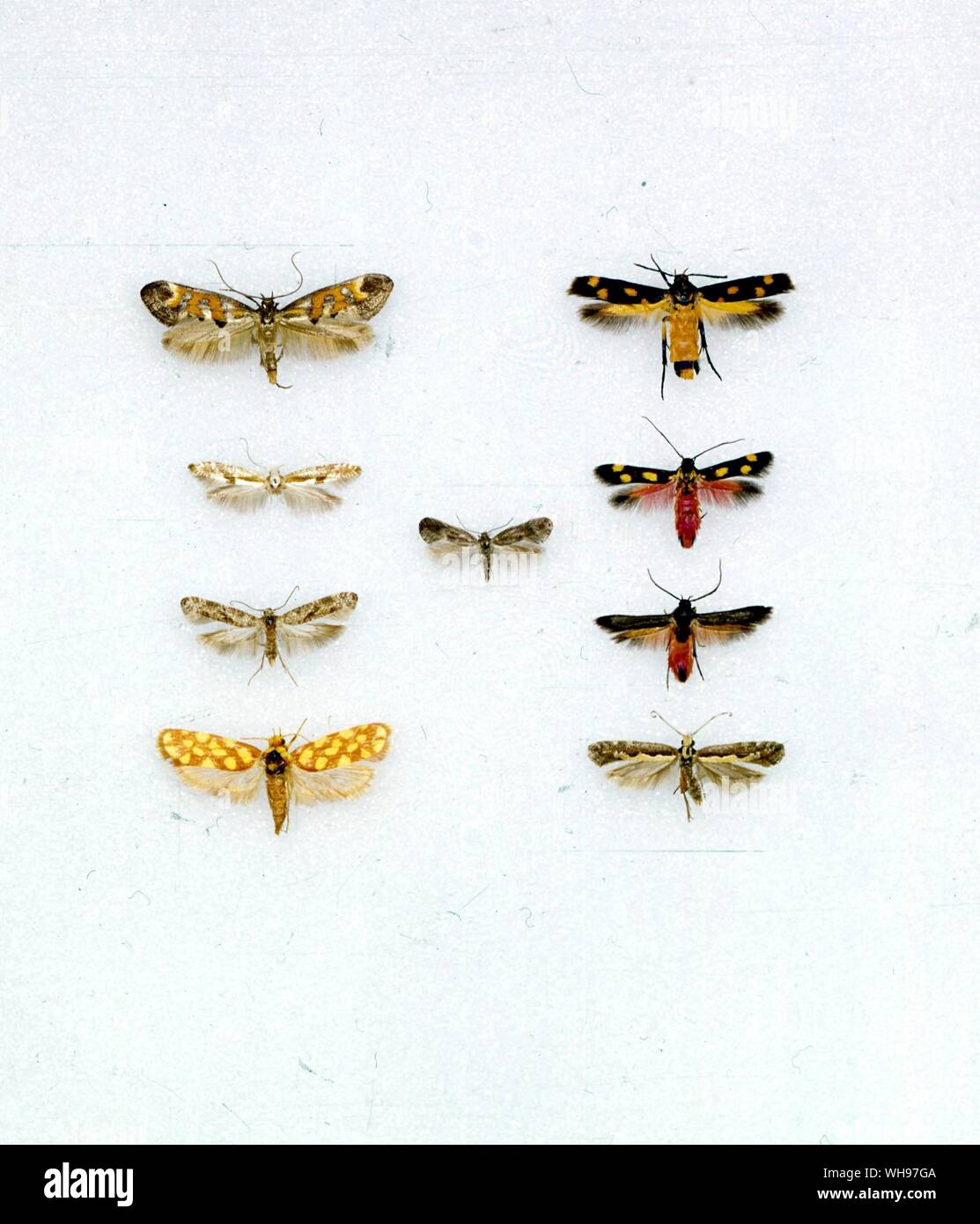 Butterflies/moths - left to right from the top - Epermenia pontificella, Ertetmocera chrysias, Argyresthia pruniella, Douglasia anchusella, Eretmocera laetissima, Prays citri, Eretmocera fuscipennis, Anticrates autobrocha, Plutella xylostella Stock Photo