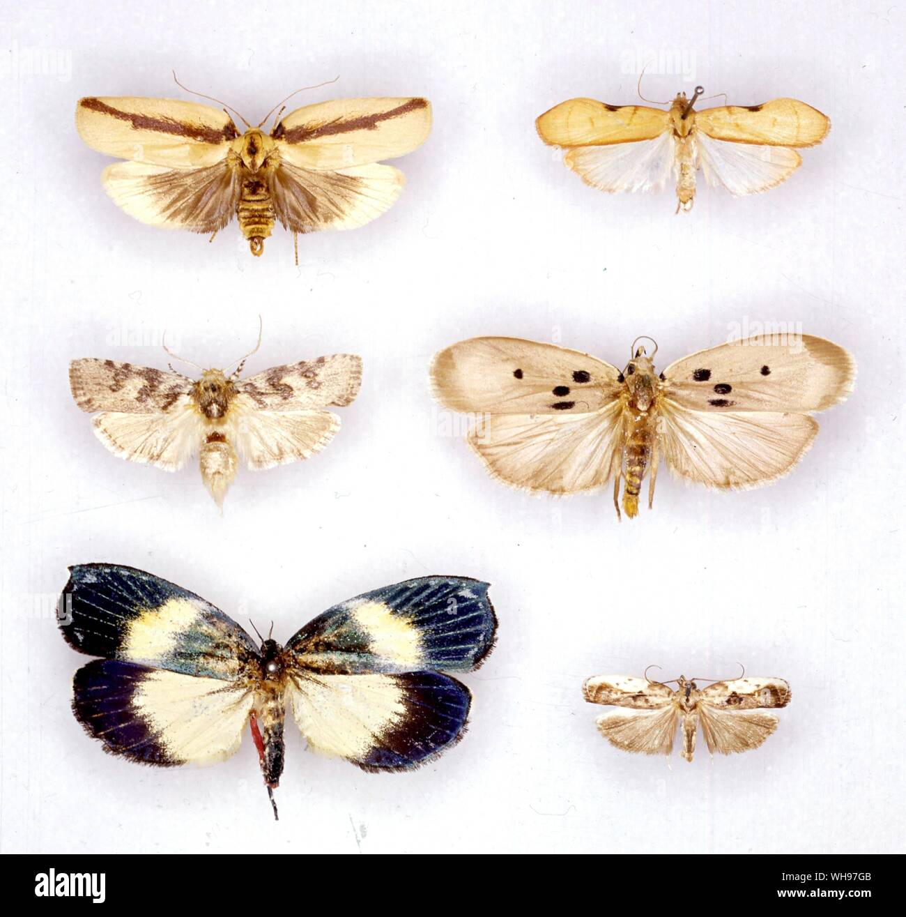Butterflies/moths - left to right from the top - Uzucha humeralis, Luxotoma elegans, Cryptophasa nephrosema, Stenoma sequitiertia, Cyanocrates grandis, Antaeotricha griseana Stock Photo