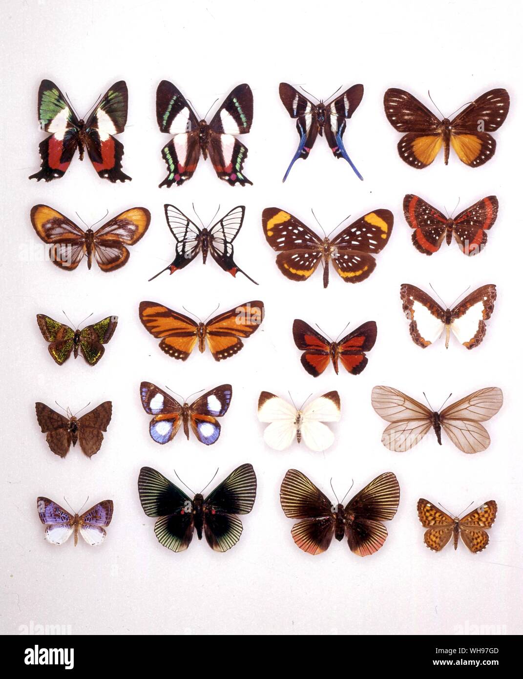 Butterflies/moths - (left to right) Ancycluris formosissima (underneath), Ancycluris formosissima, Rhetus arcius, Ithomeis eulema, Ithomeis corena, Chorinea faunus, Stalachtis euterpe, Amarynthis meneria, Caria mantinea, Esthemopsis thyatira (female), Esthemopsis thyatira (male), Nymphidium onaeum, Lasaia sessilis, Polystichtis siaka, Theope pieridoides, Styx infernalis, Echenais alector, Lyropteryx apollonia (male), Lyropteryx apollonia (female), Apodemia nais Stock Photo