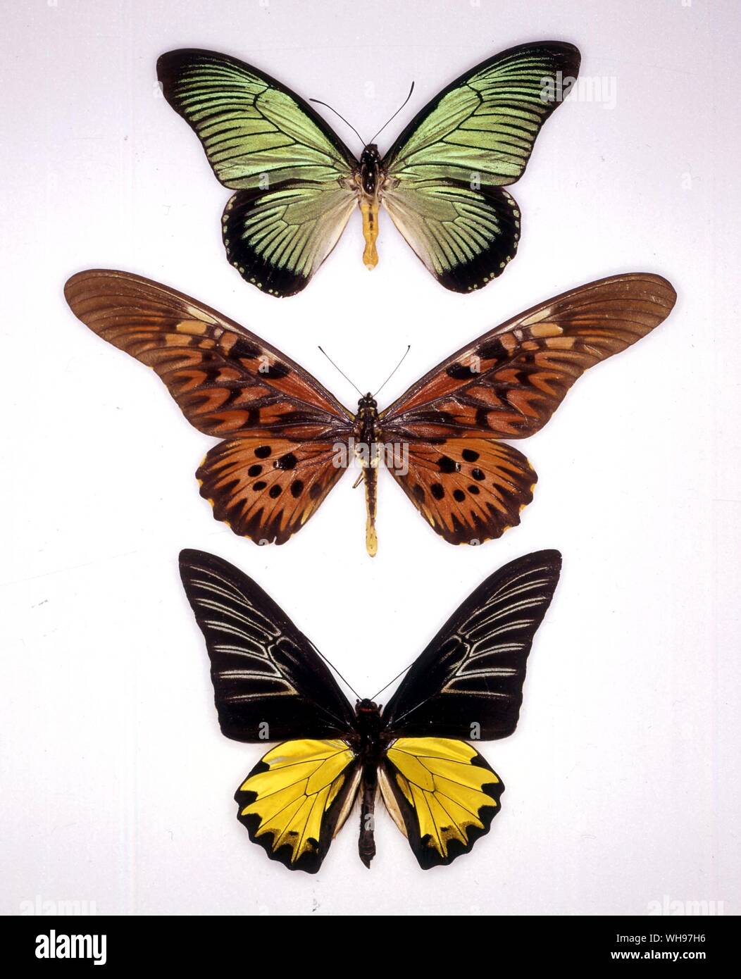 Butterflies/moths - (top to bottom) Papilio zalmoxis, Papilio antimachus, Troides prattorum Stock Photo